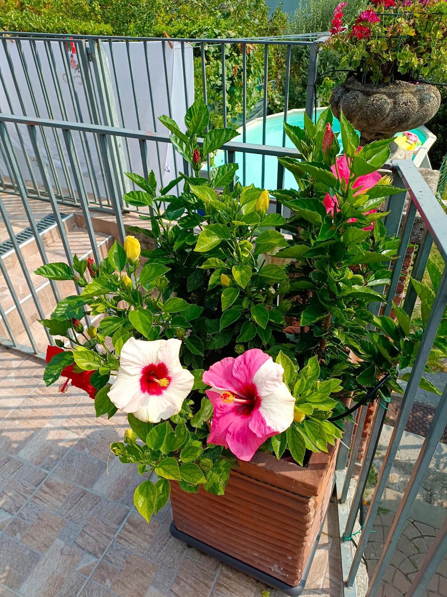 Le Rose Sul Lago Pescate Εξωτερικό φωτογραφία
